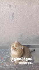  4 3قطط سكوتش فولد