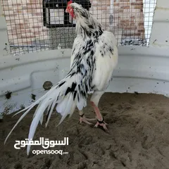  1 ديك ميوالي بيور