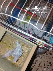  4 طيور للبيع