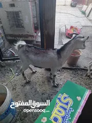  2 البيع   صخله 2