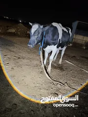  2 بقار عمرها 13شهر