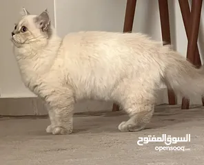  2 قطة سكوتش ستريت للبيع