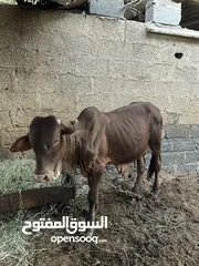  1 للبيع ثور مطعوم سمين