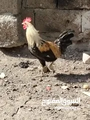  1 دجاج عرب للبيع
