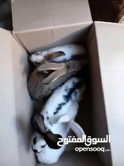  2 أرانب هجين