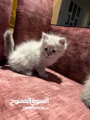  3 قطه سكوتش فولد مميزه ماشاء الله نضيفه ومطعمه