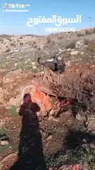  2 ذكر جيرمن سيبل