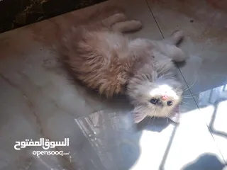  1 قطه شيرازي انثى