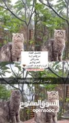  2 قطه للبيع تفاصيل ف الوصف: