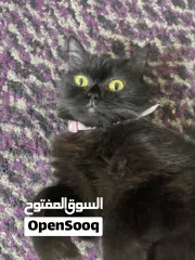  6 القطه : للتبني / free  عمر 9 شهور جنس/ انثى