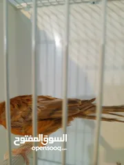  3 3 طواير مورديات  اهالي فراخ