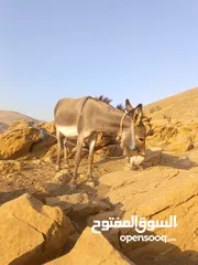  2 جحشه للبيع غنم كف