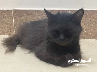  2 قطة شيرازية للتبني - Persian cat for adoption