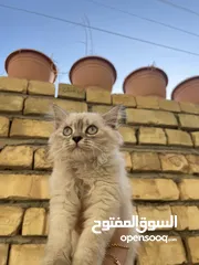  1 قطعه هملايا بلو