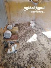  11 أرانب ذكور للبيع