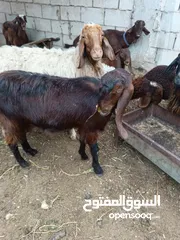  5 شعاري وحده درار وثلاث شعاري