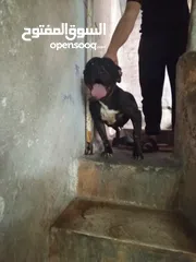  2 كلبه بتبولاي