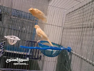  9 طحشت كنار بالصلاة على النبي صحة ونظافة كلهن من انتاجي الله يبارك لصاحب النصيب