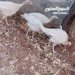  5 ارانب عدد 11 + حبش هولندي عدد 4