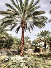  10 نخل مثمر جميع الارتفاعات