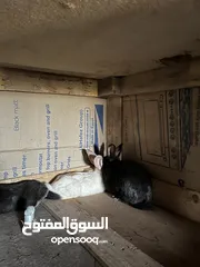  4 تشكيلة ارانب نضيفه بسعر معقول ومغري .