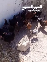  3 فراخ عمر شهرين الحبه على دينارين وربع