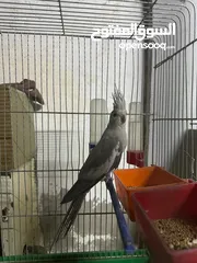 3 طيور كوكتيل