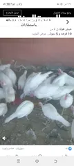  1 مطلوب حبش هولندي مطلوب حبش هولندي
