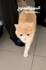  2 Orange Cat