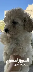  2 Toy Poodle