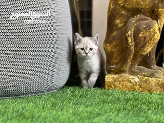  20 Scottish fold cats male and female  3 month old