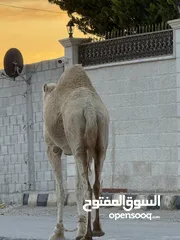  1 ناقه ضحيه طيبه قصا. وسعر حروق