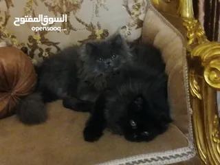  7 قطط هملايا برتش الاسود هو وامه والرصاصيه نثيه