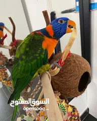  1 ببغاء لوري وكروان وحب للبيع بسعر حررق اقرء الوصف جيدااا