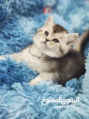  3 انثى سكوتش ستريت ، sc 11 من اندار الانواع و احلااهم شورت هير