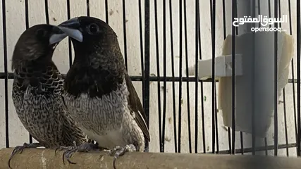  7 طيور انتاجي بنجاليز الوان صوافي