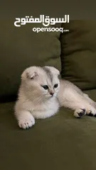  3 سكوتش فولد