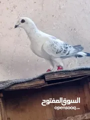  23 متاح جواز وفحول موجود في طبربور