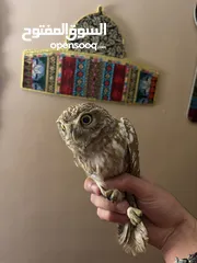  2 بوم أليف جدا