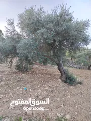  17 مزرعة زيتون ملوكية اطلالة ع الغرب و جبال فلسطين ع ثلاث شوراع قرب شارع الستين ثغرة السلطان