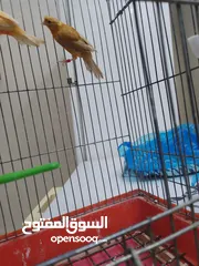  1 متاح طيور كنار
