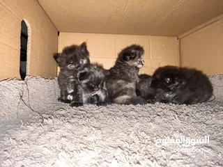  4 ‏بس هملايا