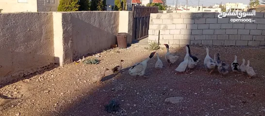  6 وز وبط للبيع او للبدل على صخله أو عبور مع دفع الفرق