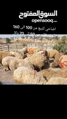 1 اضاحي للبيع