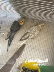  2 كوكتيل زوج امايات