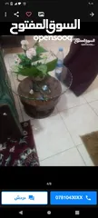  4 طقم كنب كورنر وطاولات وسط  وزيبرا عدد 2