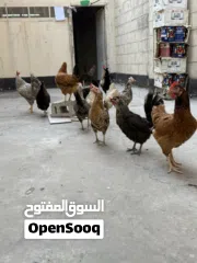 7 دجاج وديوك للبيع