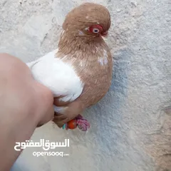  5 حمام للبيع