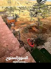 24 مزرعة بلعما المراجم قرب مدرسة المراجم 65الف مسبح ملعب كرةقدم وسلة ونافورة وشلال وكوخ وجلسات وشجر