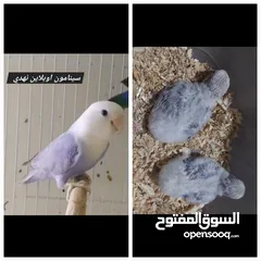  1 فراخ روز طفرات مميزة للزق اليدوي أقرا التفاصيل/ كوكتيل حب جرين شيك اليف جوز فحل طيرة فرخ هدد زق يدوي